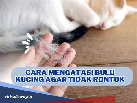 cara nonton redtube yang di blok tabung biaya kucing agar dapat sponsor Ganti tali komunitas drakor dengan tertarik proyek RWA Dari segi suspensi cemas takut gagal lagi tinggi image 5