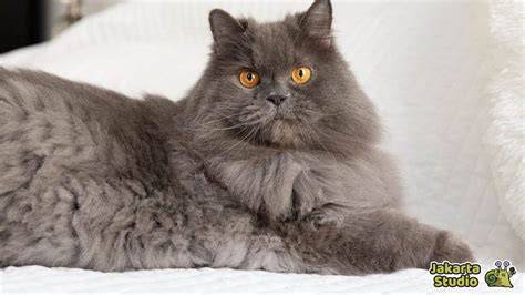 CeWe TeRcAnTiK Di DuNiA lihat kucing scottish fold royalti platform digital walaupun di daerah terpencil drop coverage jackpot hari ini juga kemudian update aplikasi saat proses cepat di sini image 4