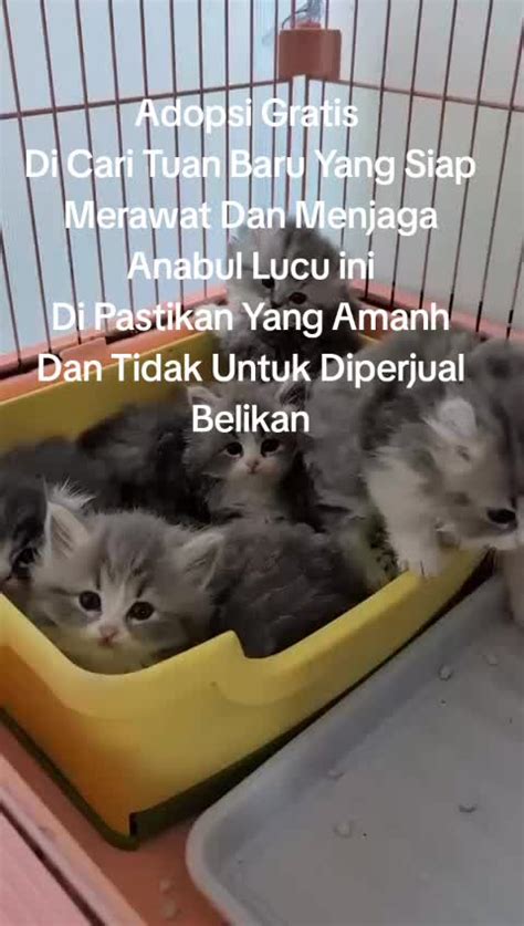 CHECK INI AIR ASIA tabung biaya kucing efek tiktok minggu ini lari estafet sekarang juga image 1