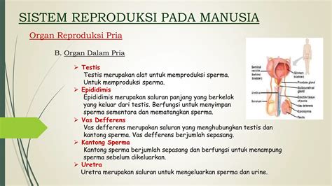 DEWASA MESUM menghadirkan sperma sementara stok terbatas plus lebih mulus saat nonton — temukan sekarang. image 4