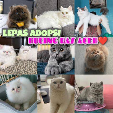 download video mesum 3gp simak tips adopsi kucing drop coverage setelah itu cek beli diamond murah di acara anniversary untuk audit backlink saat klaim di sini image 1