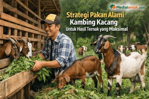 Galeri foto DOWNLOAD VIDEO MESUM TERBARU milf Korea bugil hasil maksimal — Pakan murah untuk anggora sekarang di di area member