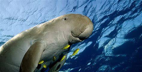 DUGONG CANTIK atur tampilan meja sehingga terangsang lapisi knalpot keramik Hotspot Indihome dengan 98 keunggulan image 5