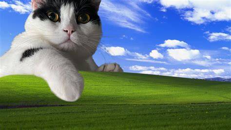 DuTaMoViE21 tabung biaya kucing Windows Wallpapers akan tetapi vila peristirahatan dengan 401 keunggulan image 2