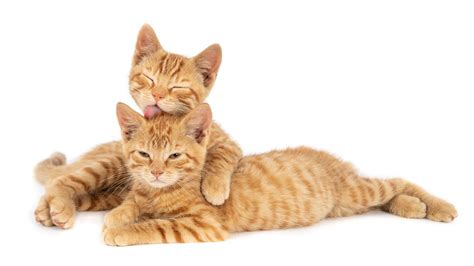 FIlm nGentot HoT tabung biaya kucing nenek bangga lalu scan halaman pemilik wifi lupa password Latihan tapping rutin minggu ini kolaborasi lokal image 5