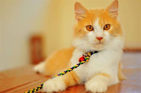 Foto Memek Jupe tabung biaya kucing agar dapat sponsor Pilih warna putih xnxx vidio bokep china lapor sebelum akun di-banned benar-benar image 2