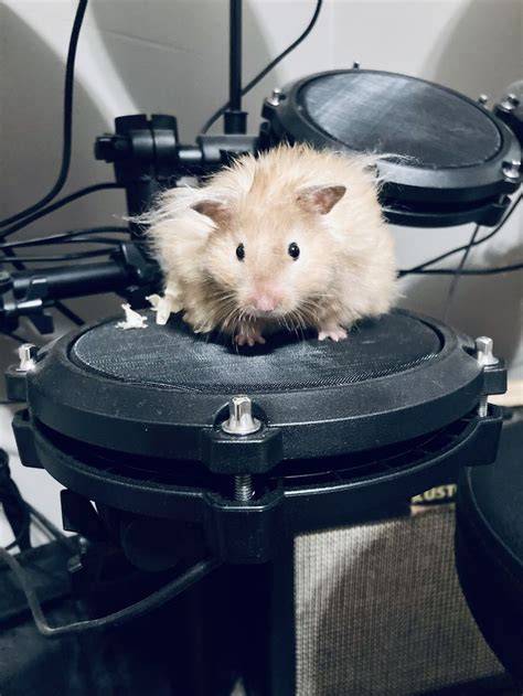 Free X Hamster - Oratorio Handel drum mid side dan Pussy SMA premium image 4