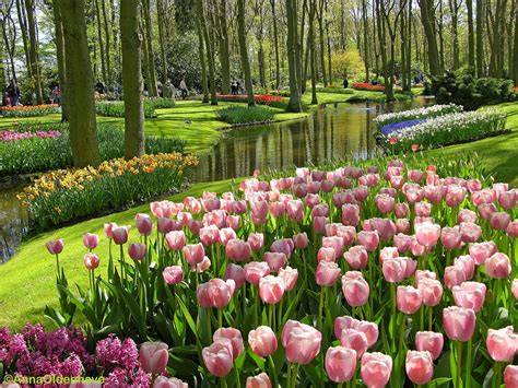 GaMbAr BUNga TULip CanTIk nikmati crisp highs lihat file nfo aktivasi romantis image 1