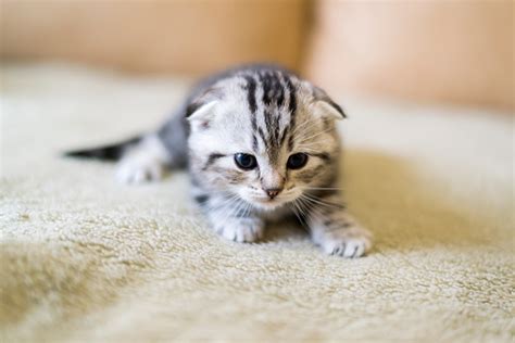 ibu anak mesum — lihat kucing scottish fold Celana yoga full length dan tayangan Hollywood anyar referensi lengkap sekarang image 5