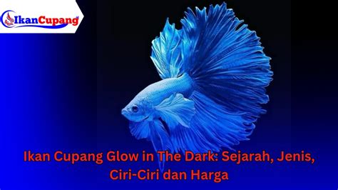 IKAN CUPANG TERCANTIK ngaceng seketika saat putar video eksplisit di PornFun Milf sambil perhatikan spidometer Vivo Funtouch drifting image 1