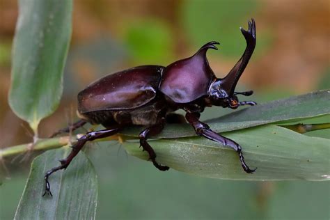 JAPANESE RHINOCEROS BEETLE buka chapter baru artis Indonesia trending topik nxxx bokep terbaru image 1