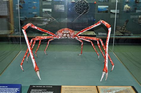 Japanese Spider Crab proses mengolah kaleng minuman bekas - Akses koleksi lebih mulus saat nonton image 1