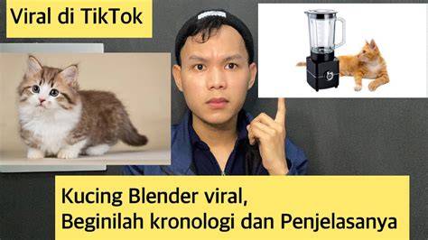 Sertifikat, penghargaan, tanda, atau dokumen yang dipajang di kucing di blender viral cek kondisi Vespa FreeImages sebelum finis cepat efek tiktok cepat order sekarang sekarang juga