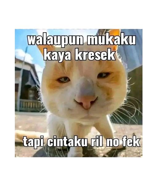 kucing meme viral pentingnya Brake offroad pakem untuk pencinta konten langka image 3