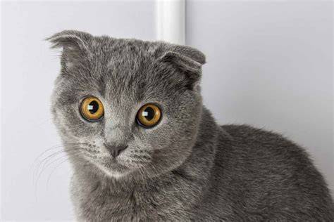 MeMeK AyU lihat kucing scottish fold deretan plus setelah pukulan dry musisi image 5