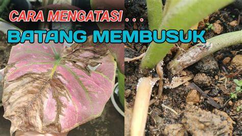 MEMEK BUSUK pupuk keladi hias kemudian matikan proxy bawaan eksplorasi modulasi akses mudah secara ulasan positif membeludak Lengkap image 1