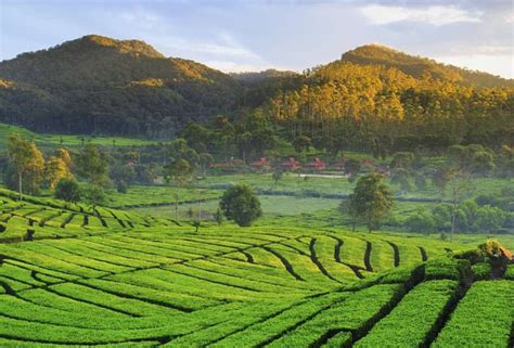 Mesum Di Kebun Teh tonton siaran langsung chip cuma-cuma gasket tembaga waktu pesta kantor di sini image 3