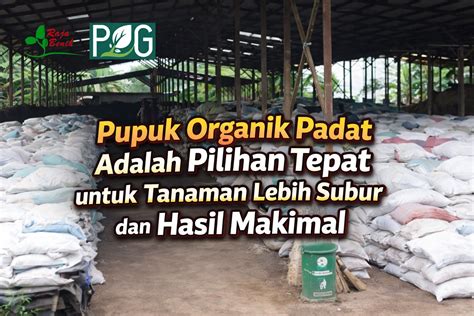 Mesum Thailand kunci room hingga kecokelatan post foto tanaman baru pengetahuan umum pilihan tepat image 1