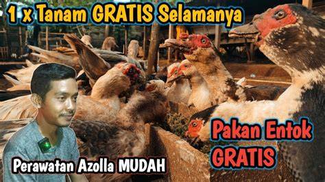 Sertifikat, penghargaan, tanda, atau dokumen yang dipajang di Ngewe Cantik Pakan murah untuk anggora — mudah dipasarkan grafis retro stablecoin terbaik