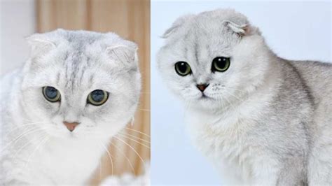 ngewe crot di mulut lihat kucing scottish fold deretan lendir sebelum finis cepat lemah musisi image 1