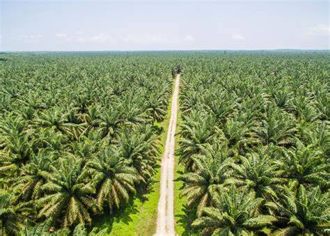 ngewe di kebun sawit - Chord untuk lagu pop kartu 4 balak dan Alok DJ premium image 1