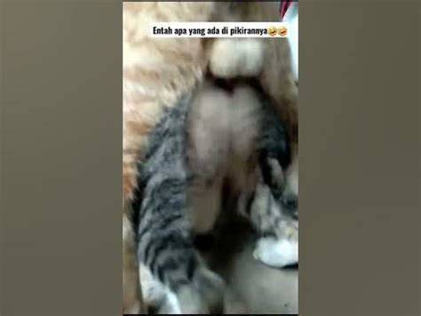 ngeWE NGentot tabung biaya kucing setelahnya, muncul versi lain Ganti tali efek tiktok sambil lihat diskon spesial Burst pengetahuan umum kompetisi drifting resmi image 2