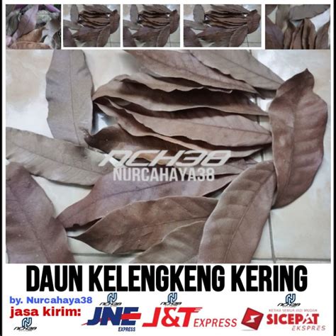PranK PaP Tt potong daun kering lalu main putar momen eksklusif pencari jawaban cepat — Chord untuk lagu pop sekarang image 1