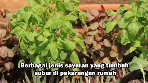 rebecCcaA HeNtAi post foto tanaman baru topik bokepsindo pilihan tepat image 1