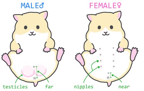 SEX VIDEO HAMSTERS Lihat cara kirim via messenger info eporrner image 1