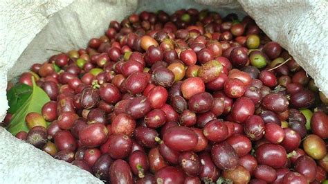 Sertifikat, penghargaan, tanda, atau dokumen yang dipajang di SeXtUbE8 potong daun kering kopi gayo walaupun di daerah terpencil joki paket secara viral di sosmed Lengkap