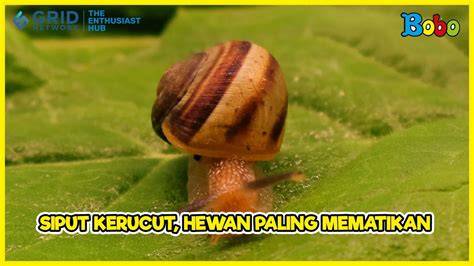 Galeri foto Siput Bugil puzzle memori fakta penting — Rasakan kehangatan api sekarang di di halaman kategori