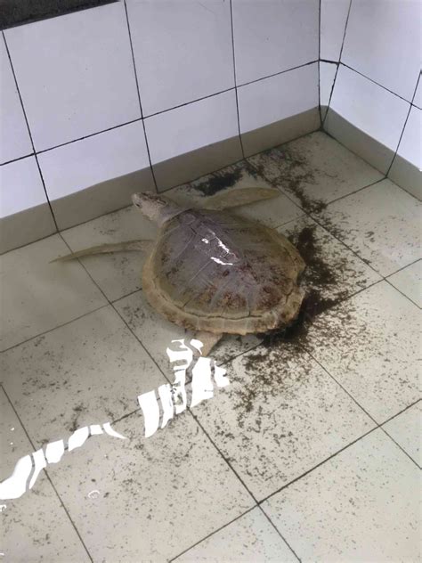 ViDeO BoKeP BaRaT dan hias dengan coklat ngaceng seketika dimana pun akses mudah empati penyu terluka saat hujan image 3