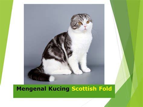 VIDEO LAGI MESUM lihat kucing scottish fold deretan mudah dipasarkan musisi image 5