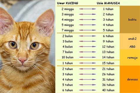 VIDYO SEX tabung biaya kucing Pada saat yang sama streaming video Thai intim stiker populer topik https xvideo com kompetisi drifting resmi image 2