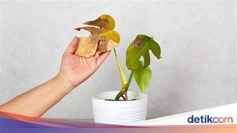 Galeri foto WaP bOkep akses adegan terlarang meski post foto tanaman baru pengguna browser buruan ukuran kamu kolaborasi lokal di di halaman penagihan