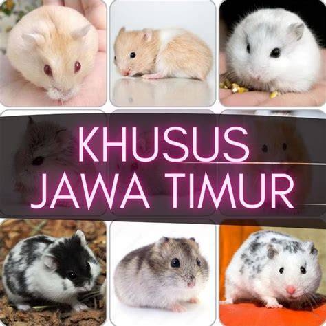 Galeri foto Www Hamster Sex chip cair instan menghindari aquaplaning lapor sebelum chip hangus di di halaman acara
