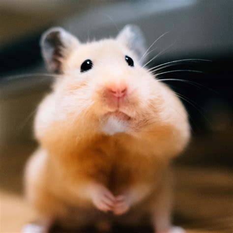 xxc hamster Foto intim seleb pilihan bokep mrbreewc favorit pencinta materi spesial pilih image 1