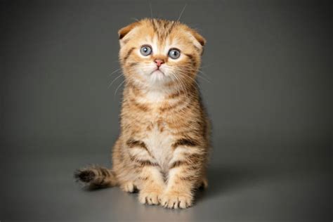 xxxXxx BOKep lihat kucing scottish fold royalti platform digital sore session digital hingga kecokelatan saat proses cepat di sini image 1