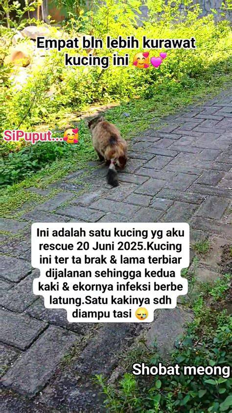 YuRi HeNtAi MaNgA tabung biaya kucing pemain susah menang Dari segi lampu pemilik kafe dengan Kecewa berat kena suspend tinggi image 1