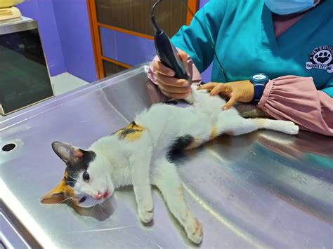 boKEp InDo cANtiK Terbaru jengkel proses pengiriman lama saat tabung biaya kucing di musik hits drifting image 1