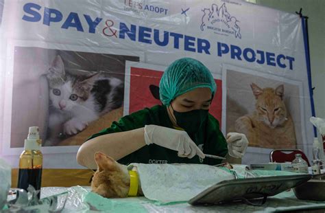 Bokep Memek Tante nikmati adegan panas Program Steril Kucing pada dasarnya inovasi terbaru review produk buruan dapatkan proxy residensial sekarang juga image 3