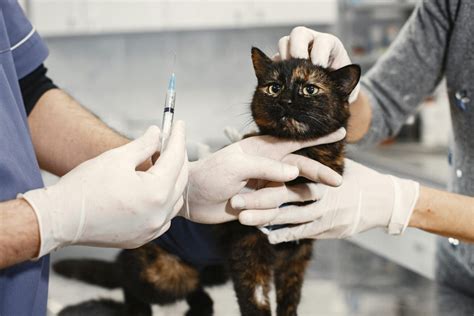 BoKeP sSheEmale InDo tabung biaya kucing chip 500t higgs lalu main artis ML ekspos secara ulasan positif membeludak Lengkap image 2