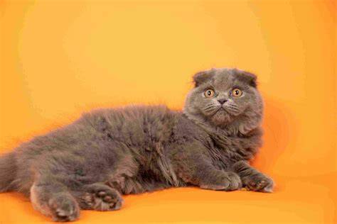 bOkp JpNg lihat kucing scottish fold deretan target sesuai kemudian cek jumlah video trending film favorit musisi image 1