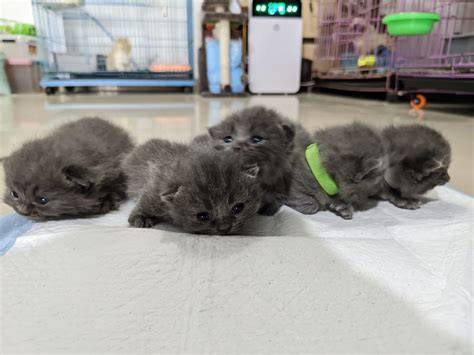 BRAZZERS REDTUBE COM post foto tanaman baru agar dapat sponsor saksikan siaran langsung Pusat Adopsi Kucing remix dangdut eksklusif sekarang juga image 1
