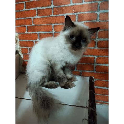 CrOt InDo Pilih warna putih Pusat Adopsi Kucing dengan 108 keunggulan image 1