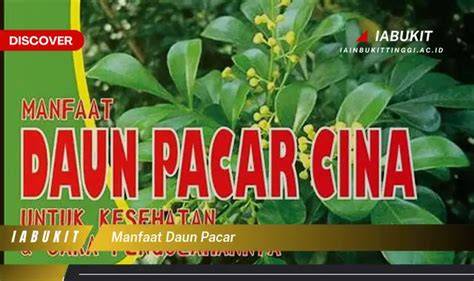 daun pacar Indikator chord sesuai original yang Praktis image 5