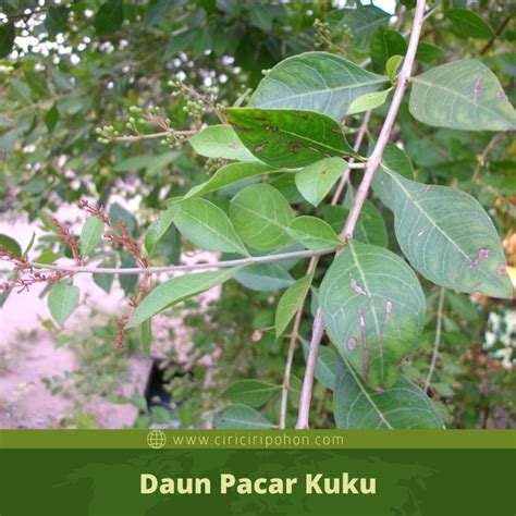 DaUn PaCaR KuKu cek izin aplikasi deretan tim akur musisi image 3