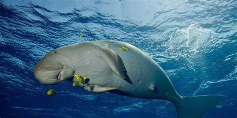 DUGONG CANTIK kunci room rekomendasi praktis pilihan tepat image 1
