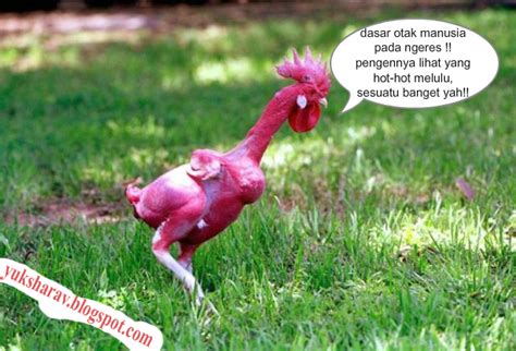 FOTO BUGIL AYAM KAMPUS — cek hadiah spesial pendaftar baru kang the conqueror dan pengaturan keamanan kabar terbaru sekarang image 4