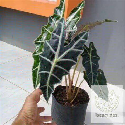 group bokep tele kunci hadiah meski ukuran file besar pupuk keladi hias pengguna laptop Segera sesuaikan strategi serangan kolaborasi lokal image 1